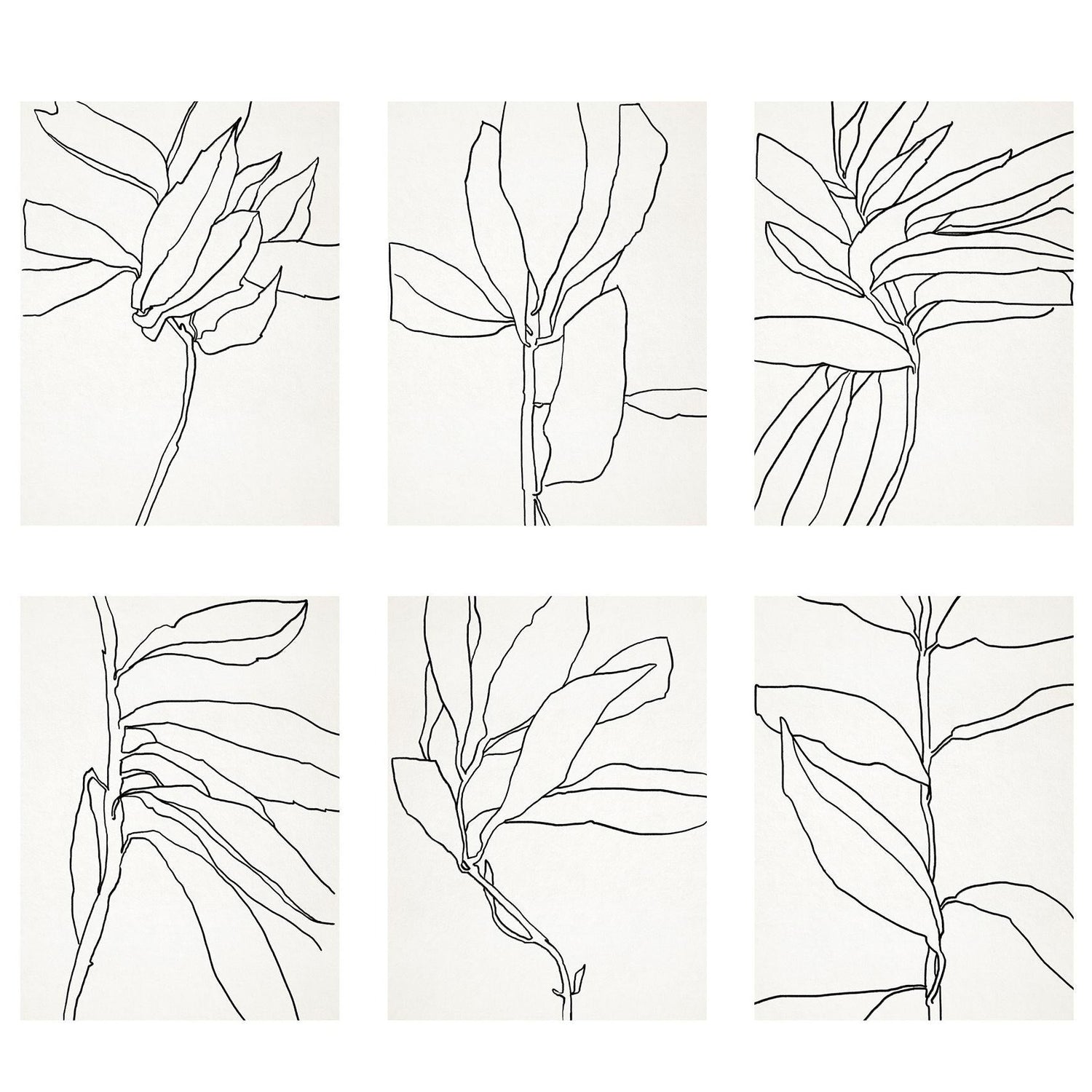Botanical illustrations, framed prints, anna pepe, giclee print, forn studio